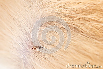 Flea in cat fur close up. Macro flea parasites in pets Stock Photo