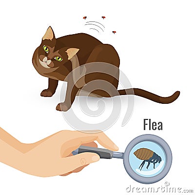 Flea from cat fur harmful bio organism vector illustration Vector Illustration