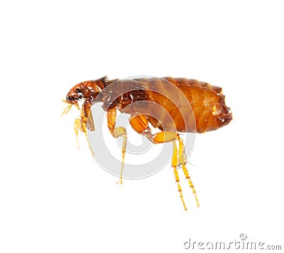 Flea isolated on a white background Stock Photo