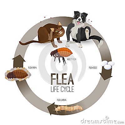 Flea life cycle circle with headlines vector illustration Vector Illustration