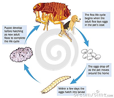 Flea life cycle Vector Illustration