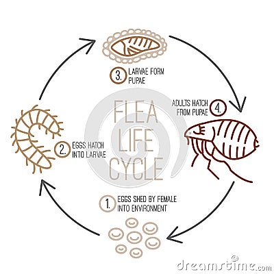 Flea life cycle. Four stages. Vector illustration Vector Illustration