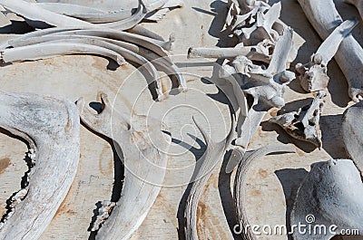 Flea market items, animal bones Stock Photo