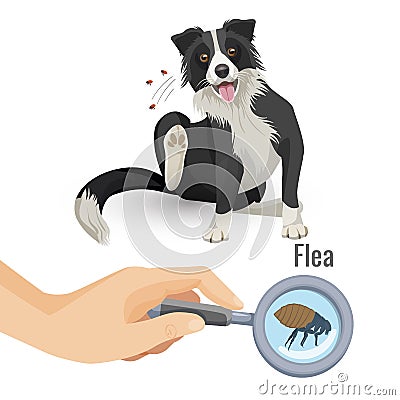 Flea poster with scratching dog and insect vector illustration Vector Illustration
