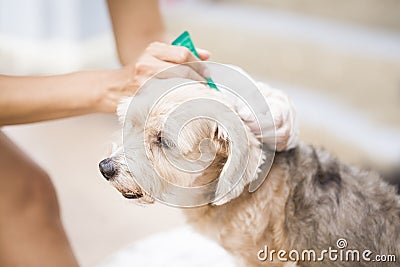 Flea prevention for a dog Stock Photo