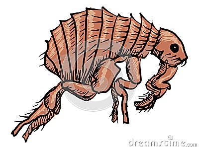 Flea Vector Illustration