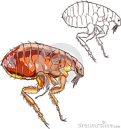 Flea Vector Illustration