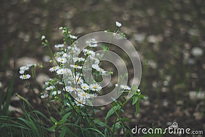 Fleabane Stock Photo