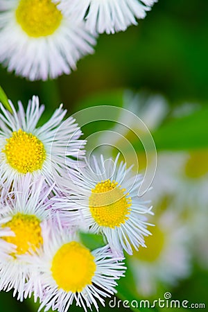 Fleabane-Erigeron annuus Stock Photo