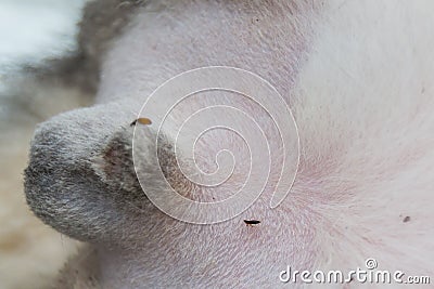 Fleas on the surgery area from a male cat before during the neuter surgery Stock Photo