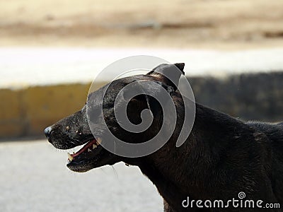 A female black street dog with dog fleas and ticks on its body, a black stray Egyptian female dog Stock Photo