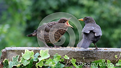 Juvenile blackbird showing yellow gape as it`s fed Stock Photo