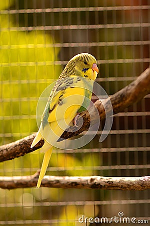 Fledgeling budgie Stock Photo