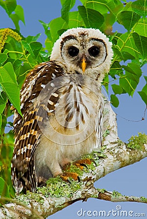 Fledgling Barred Owl Stock Photo