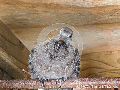 Fledgling Cape Turtle dove Stock Photo