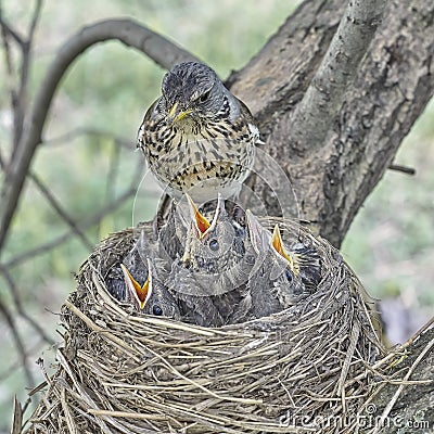Fledgling chicks Song thrush sitting in nest, life nest with chicks in the wild Stock Photo