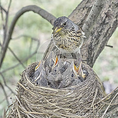 Fledgling chicks Song thrush sitting in nest, life nest with chicks in the wild Stock Photo