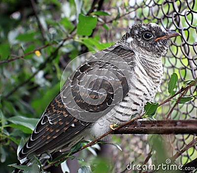 Fledgling cuckoo Stock Photo