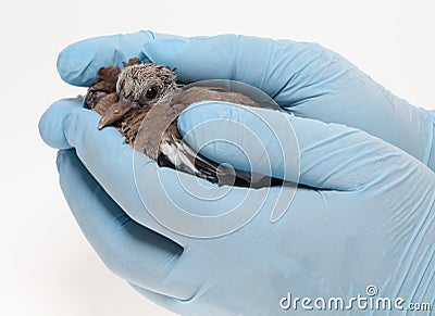 Fledgling pigeon being handled with sterile gloves Stock Photo