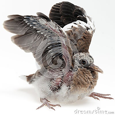 Fledgling pigeon with wings raised Stock Photo