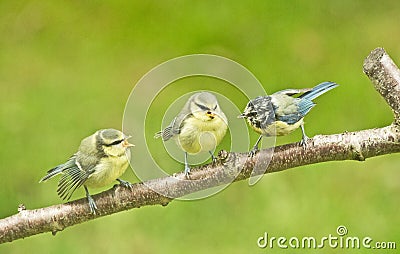 Fledglings demanding food. Stock Photo