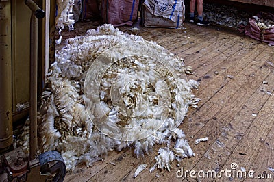 A fleece is on the floor of the shearing shed waiting to be bailed Stock Photo