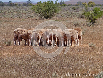 Fleeced sheep Stock Photo