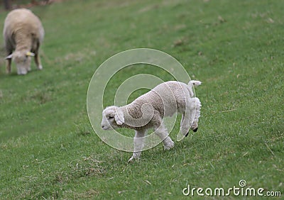 A Fleecy Little Lamb Playing in a Pasture in Spring Stock Photo