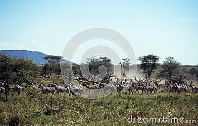 Fleeing Herd,Serengeti NP,Tanzania Stock Photo