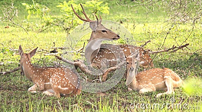Fleeting Rest of Deers with Rain Forest Stock Photo