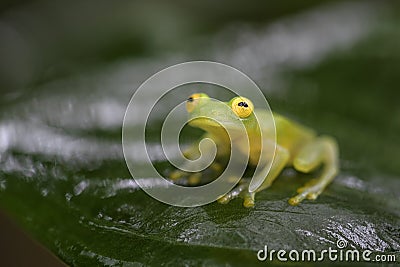 Fleischmann`s Glass Frog - Hyalinobatrachium fleischmanni Stock Photo