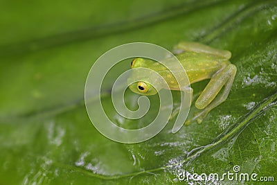 Fleischmann`s Glass Frog - Hyalinobatrachium fleischmanni Stock Photo