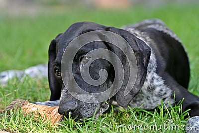 Fleki - puppy german shorthaired pointer Stock Photo