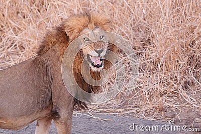 Fleming lion Stock Photo