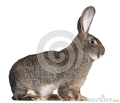 Flemish Giant rabbit Stock Photo