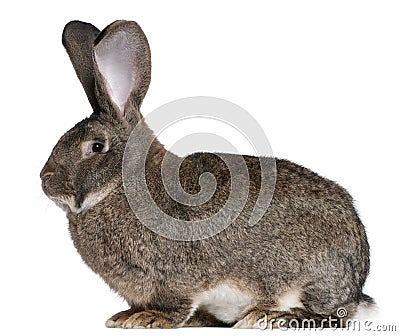 Flemish Giant rabbit Stock Photo