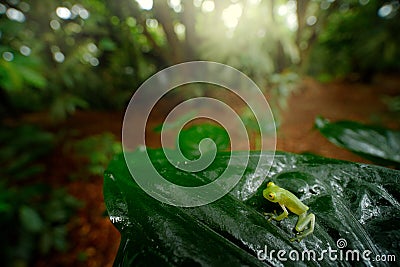 Fleschmanns Glass Frog, Hyalinobatrachium fleischmanni in nature habitat, animal with big yellow eyes, in forest river. Frog from Stock Photo