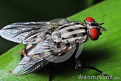 Flesh Fly Stock Photo