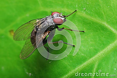 Flesh Fly Stock Photo