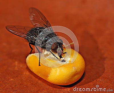 Flesh fly on a corn seed 1 Stock Photo