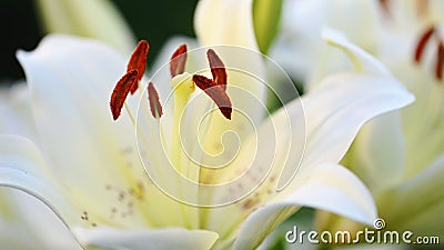 Fleur De Lys Blanc Dans Le Jardin Banque De Vidéos - Vidéo du pilon,  floraison: 193437450