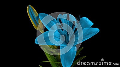 Fleur De Lys Bleu En Fleurs Ouvrant Sa Fleur. Période épique. Nature  Merveilleuse. Monde Futuriste Banque De Vidéos - Vidéo du floral, batterie:  225394918