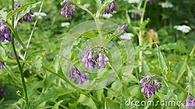 Fleurs Violettes De Consoude Dans Le Jardin De La Vidéo En Hd Banque De  Vidéos - Vidéo du profondeur, vert: 177899834