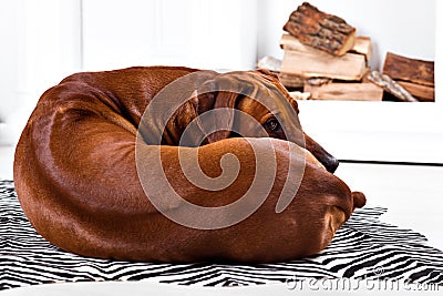 Flexible Rhodesian Ridgeback dog turning round showing ridge Stock Photo