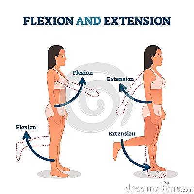 Flexion and extension vector illustration. Anatomical movement description. Vector Illustration