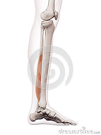 The flexor hallucis Cartoon Illustration