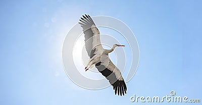 Fliegender Storch vor blauem Himmel Stock Photo