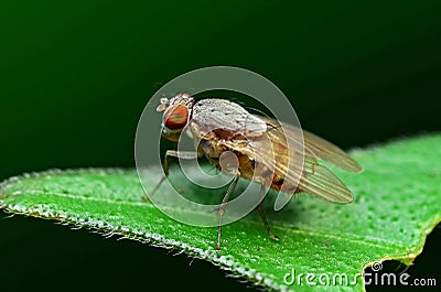 Flies Stock Photo