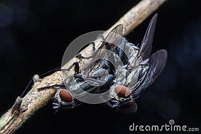 Flies breeding Stock Photo