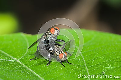 The flies are breeding Stock Photo